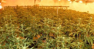 Cannabis worth almost €1 million seized at Galway growhouse as gardai make three arrests