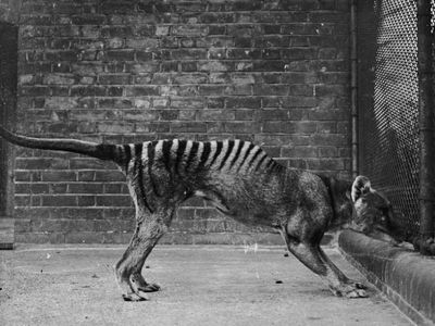 The long-lost remains of the last known Tasmanian tiger have been found in a cupboard