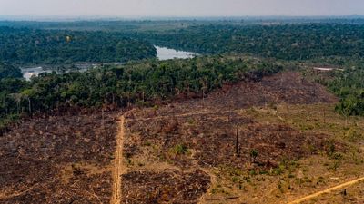 Environmental groups hail EU draft law for deforestation-free supply chains