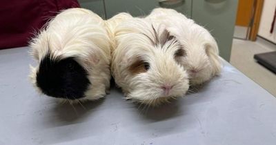 Three guinea pigs found dumped in zipped bag filled with hay on Scots street