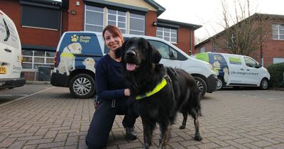 Nottingham Guide Dogs charity seeks volunteers to give animals temporary homes