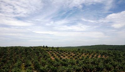 EU agrees deal to ban products which fuel deforestation