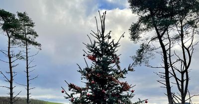 The Christmas tree in remote Scottish wilderness that's decorated every year by 'mystery person'