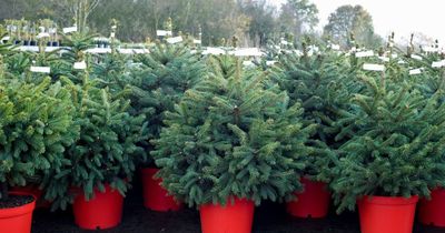 Gardening expert warns of common Christmas tree mistake that can shorten its life