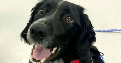 Scots dog with rare blood disorder saved from death by new hi-tech treatment