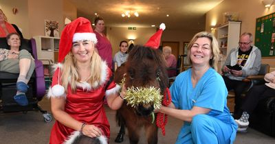 Miniature Shetland pony trots along to care home to spread Christmas cheer