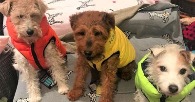 Watch: Dogs clean up for Christmas with laundry duties