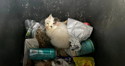 Kitten dumped in bin in Co Fermanagh village