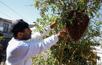 In Chile, amateur beekeeper rescues hives from coastal tourist city