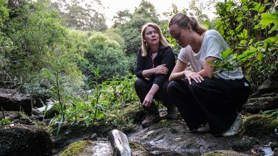 Authorities investigate fish kill event on Sydney's north shore