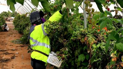 Immigration review could impact agriculture but exploitation of illegal workers not in scope