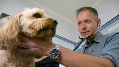 Fears changes to after-hours animal care in Tasmania will shift burden to vets opting to stay on-call