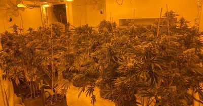 Men arrested after officers uncover two cannabis farms at neighbouring properties