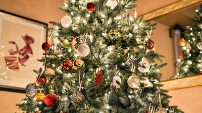 Calls for consumers to make eco-friendly Christmas tree choices this silly season