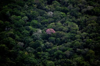 UN biodiversity talks open, billed as 'last chance' for nature