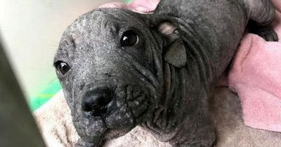 Neglected pup who 'looked more like seal' after skin disease is now 'healthy and happy'