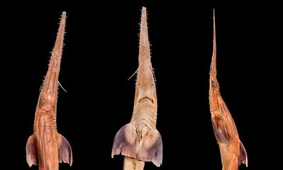 Discovered in the deep: the extraordinary sawshark with a weapon-like snout