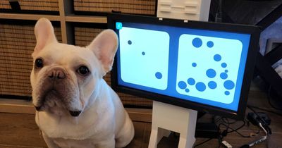Two animal lovers are developing a gaming console for dogs and it's available for pre-order