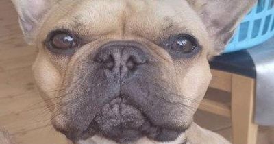 French Bulldog named Bob helps collar drug gang and stop £45million smuggling plot