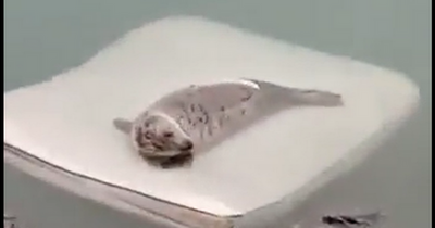 Concerning footage shows seal floating on dumped mattress in Dublin Bay