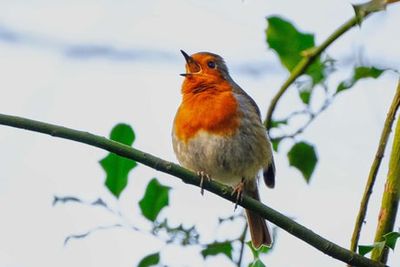 Rural robins ‘become more physically aggressive when exposed to traffic noise’