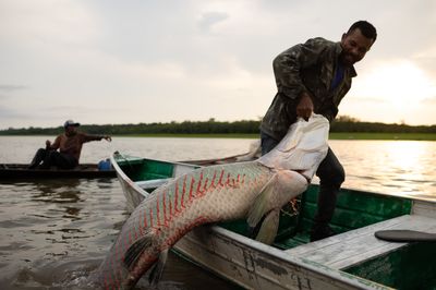 Rare good news from the Amazon: Gigantic fish are thriving again
