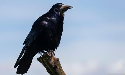 Rook and swift added to threatened bird species list in Wales