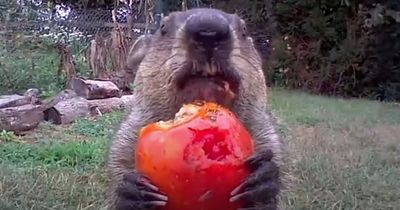 Groundhog steals gardener's crops and eats them in front of his security camera