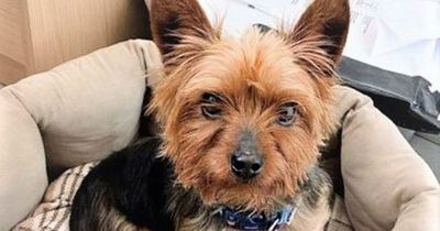 Pet Yorkshire Terrier, 4, taken to vet to be put to sleep by family who didn't want him anymore
