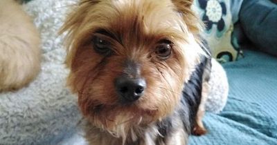 'Lovely' dog left at vets to be euthanised because his family didn't want him