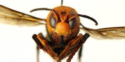 Single ‘murder hornet’ queen may have led insect’s aggressive invasion of Europe