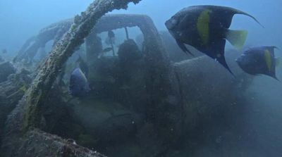 World Cup Fans Explore Qatar’s Artificial Reefs