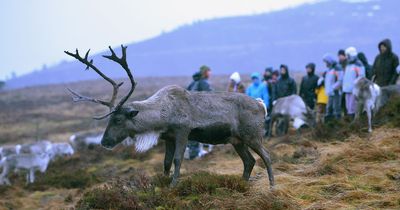 The free ranging reindeer in Scotland you can visit this Christmas