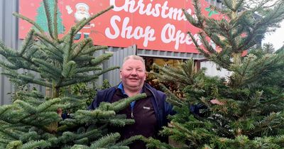 Dublin Christmas tree expert reveals secret to getting the best tree for your home