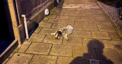 Seal pup found wandering along Scots street rescued by stunned locals