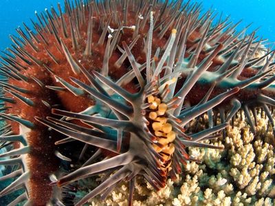 Reef bad boy could perish as climate warms