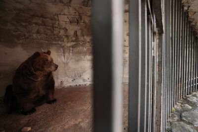 Albania's last captive bear rescued to Austrian sanctuary