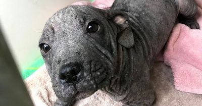 Neglected puppy who looks like a seal undergoes remarkable transformation