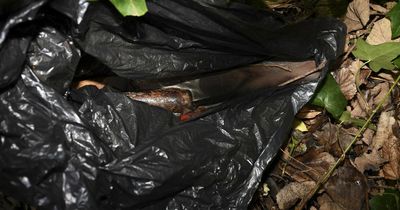 Police find gun hidden under bush in house raid