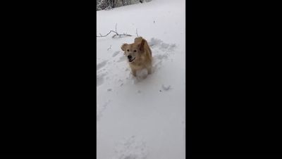 When is it too cold to walk your dog? London set for snow