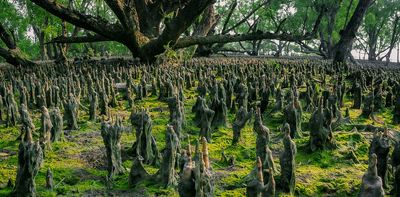 Using art and song to help bring the world's largest mangrove swamp back from the brink