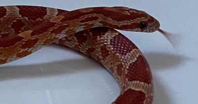 Woman gets early morning fright after uncovering snake in compost bag