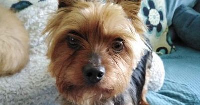 Yorkshire Terrier was taken to vet to be put down as he was 'unwanted' by family