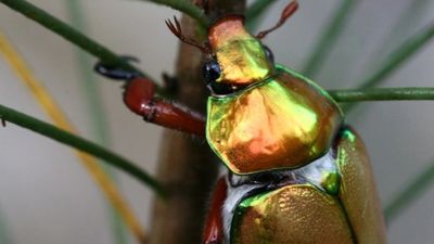 Could this be the year we solve the mystery of the disappearing Christmas beetle?