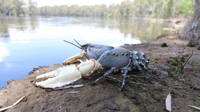 Oxygen-starved Murray crayfish returned to the river revitalised after 'spa' experience in NSW Riverina
