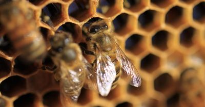 New Varroa mite detections in Hunter, Central Coast bee hives