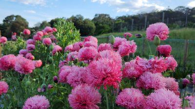 Illegal poppy seeds pulled from Royal Tasmanian Botanical Gardens' gift shop