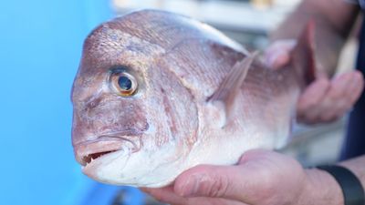 Key weaknesses in regulation of WA commercial fishing industry, auditor-general's report finds