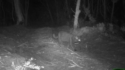 'Tangalooma puma' feral cat caught with crow, bandicoot in stomach on Moreton Island