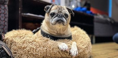 The ultimate no bones day: the death of TikTok pug Noodle shows how we can grieve online for animals we've never met